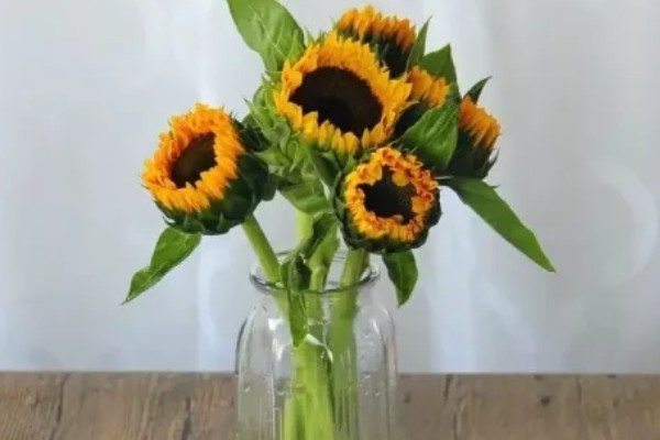 向日葵的醒花时间，需要浸泡3-4个小时