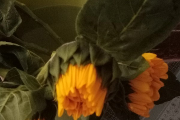 向日葵的醒花时间，需要浸泡3-4个小时