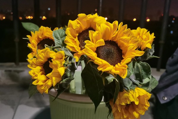 向日葵的醒花时间，需要浸泡3-4个小时