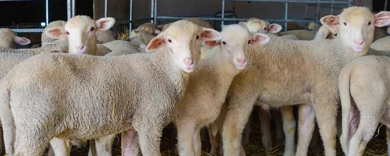 牧草是发酵还是不发酵的好，发酵的牧草更加适合