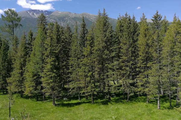 国家一级保护植物有哪些，一级保护植物有银杏、银杉等