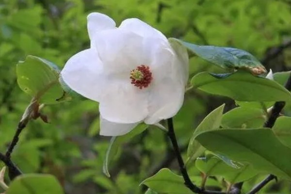 国家一级保护植物有哪些，一级保护植物有银杏、银杉等