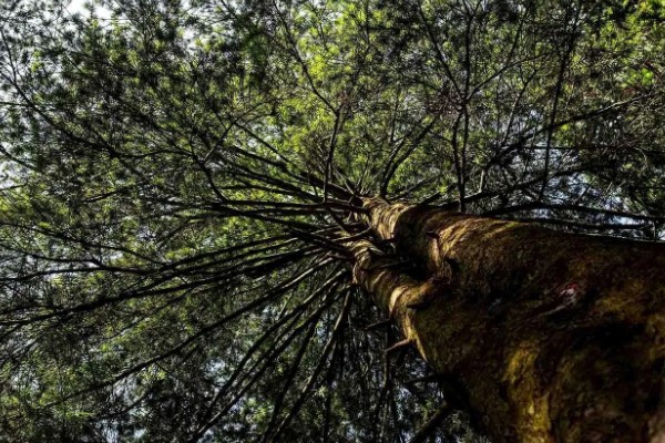 国家一级保护植物有哪些，一级保护植物有银杏、银杉等