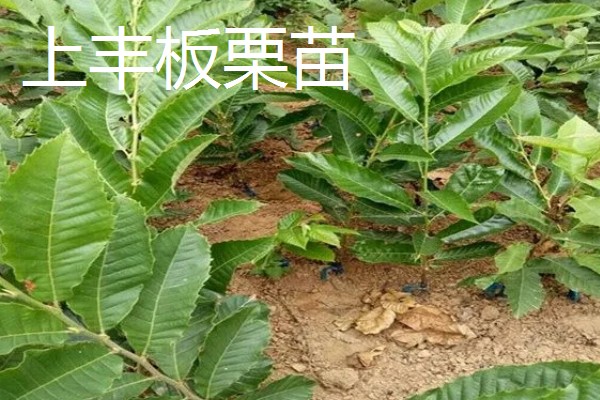 板栗树苗都有哪些优良品种,有大红袍板栗苗、华光板栗苗等