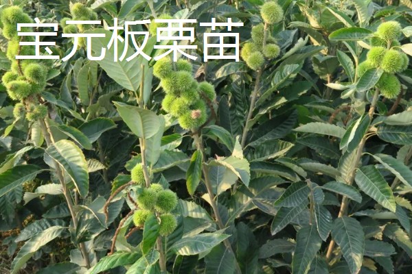 板栗树苗都有哪些优良品种,有大红袍板栗苗、华光板栗苗等