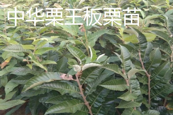 板栗树苗都有哪些优良品种,有大红袍板栗苗、华光板栗苗等