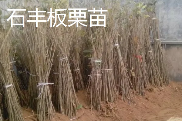 板栗树苗都有哪些优良品种,有大红袍板栗苗、华光板栗苗等