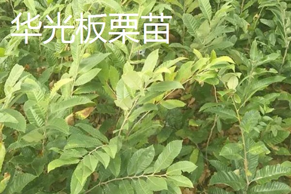 板栗树苗都有哪些优良品种,有大红袍板栗苗、华光板栗苗等