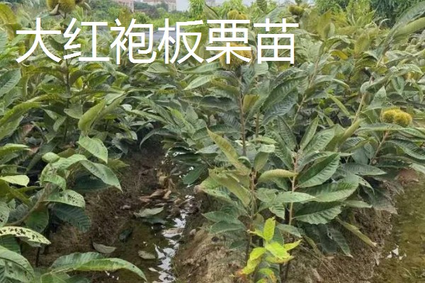 板栗树苗都有哪些优良品种,有大红袍板栗苗、华光板栗苗等