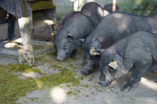 牧草是发酵还是不发酵的好，发酵的牧草更加适合