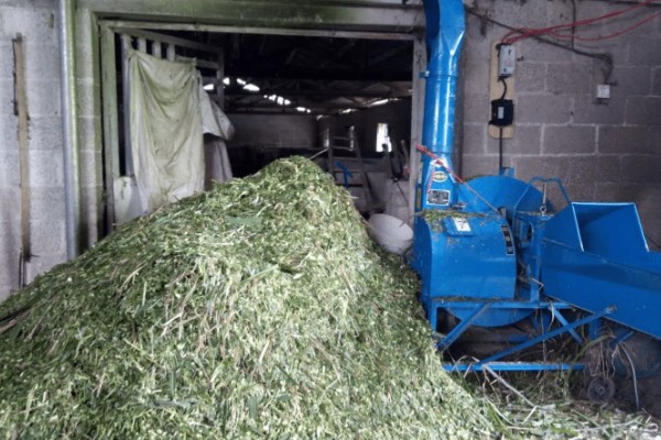 牧草是发酵还是不发酵的好，发酵的牧草更加适合