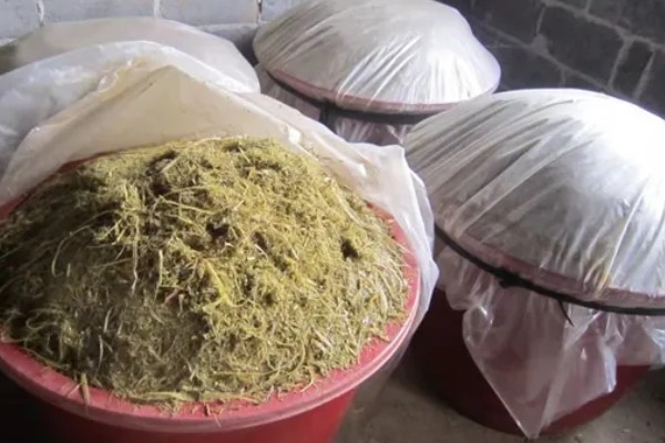 牧草是发酵还是不发酵的好，发酵的牧草更加适合