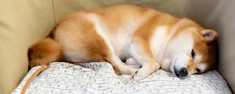 狗狗睡觉时为何肚子一抽一抽的,可能是做梦、感到寒冷等因素所致