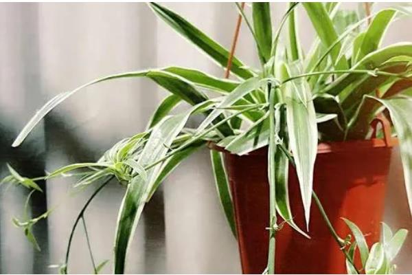 金边吊兰叶子发软无力的原因，可能是浇水不当所致