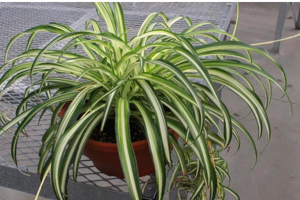 金边吊兰叶子发软无力的原因，可能是浇水不当所致