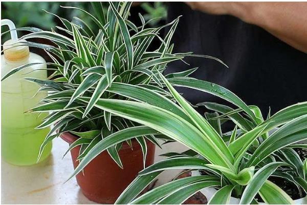 金边吊兰叶子发软无力的原因，可能是浇水不当所致