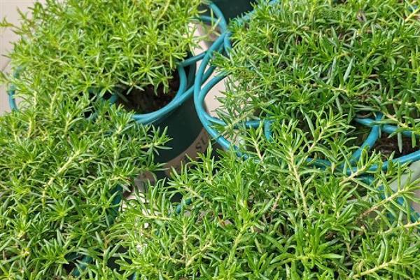 暖气室内太阳花冬天开吗，是不会开花的