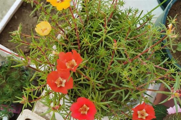 暖气室内太阳花冬天开吗，是不会开花的