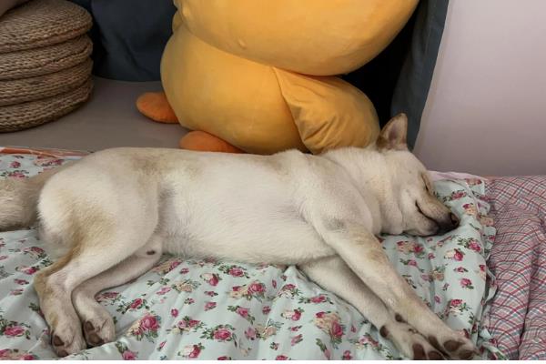 狗狗睡觉时为何肚子一抽一抽的，可能是做梦、感到寒冷等因素所致