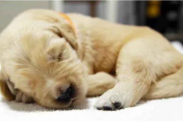 狗狗睡觉时为何肚子一抽一抽的，可能是做梦、感到寒冷等因素所致
