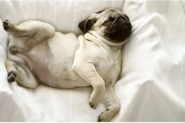 狗狗睡觉时为何肚子一抽一抽的，可能是做梦、感到寒冷等因素所致