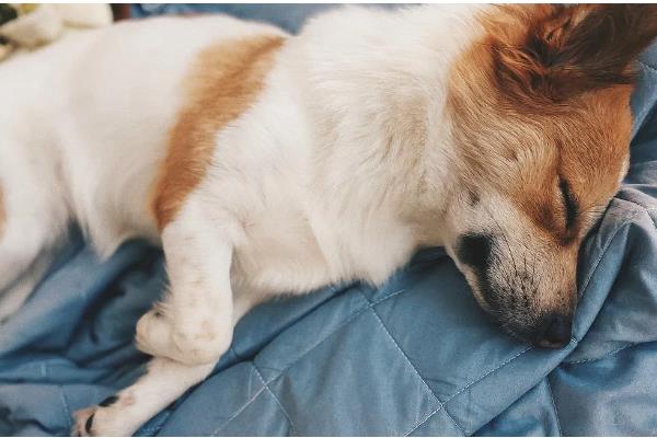 狗狗睡觉时为何肚子一抽一抽的，可能是做梦、感到寒冷等因素所致