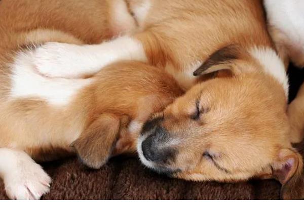 狗狗睡觉时为何肚子一抽一抽的，可能是做梦、感到寒冷等因素所致