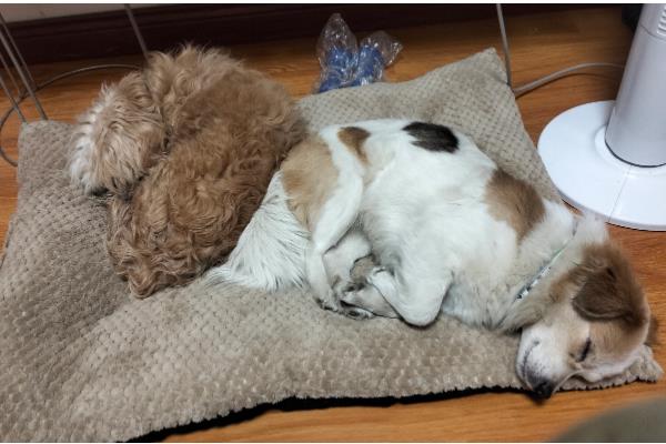 狗狗睡觉时为何肚子一抽一抽的，可能是做梦、感到寒冷等因素所致