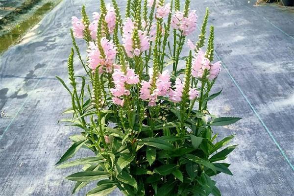 假龙头花如何养殖，适合疏松肥沃的沙质土壤种植