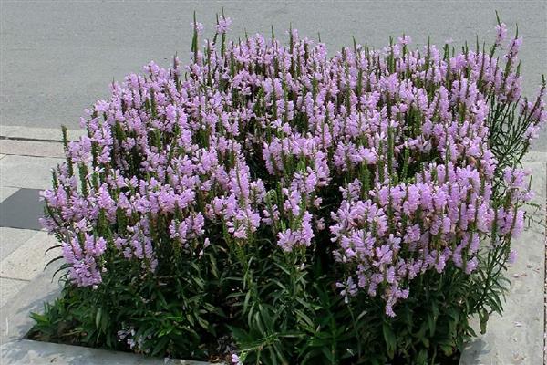 假龙头花如何养殖，适合疏松肥沃的沙质土壤种植