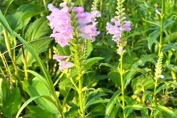 假龙头花如何养殖，适合疏松肥沃的沙质土壤种植