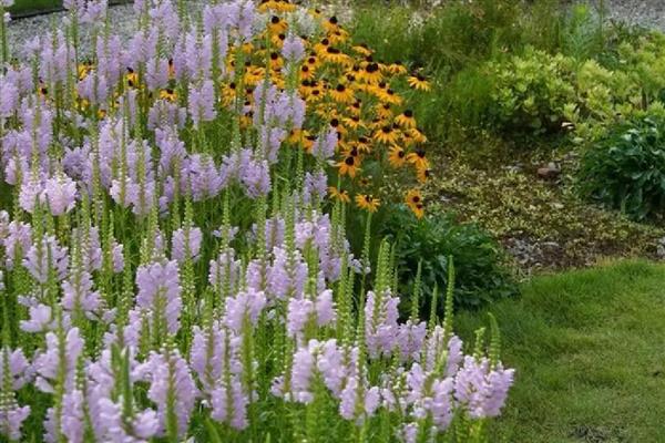 假龙头花如何养殖，适合疏松肥沃的沙质土壤种植