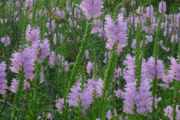 假龙头花如何养殖，适合疏松肥沃的沙质土壤种植