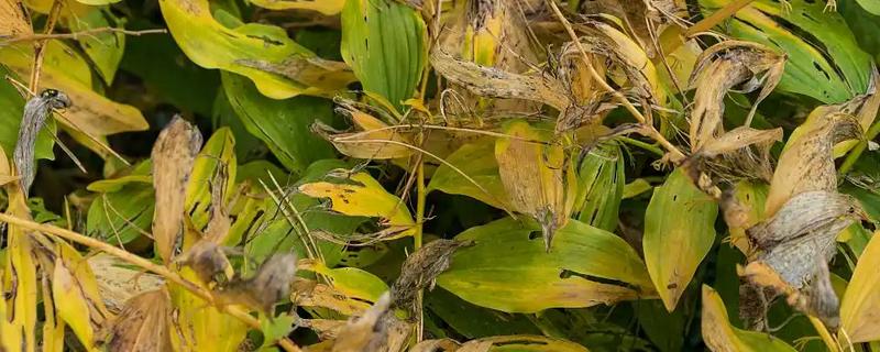 作物叶片发黄的原因，可能是缺钾、缺铁、缺钙等因素所致