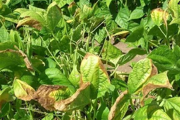 作物叶片发黄的原因，可能是缺钾、缺铁、缺钙等因素所致