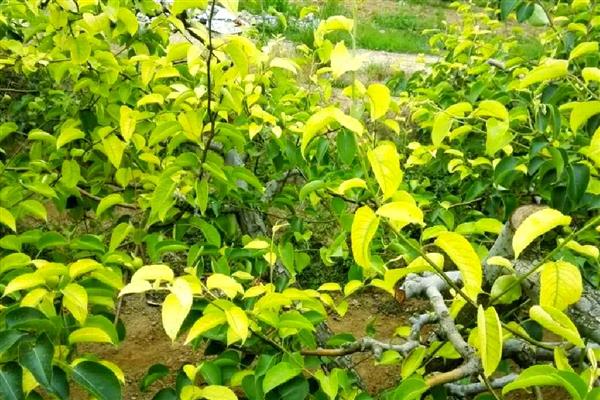 作物叶片发黄的原因，可能是缺钾、缺铁、缺钙等因素所致