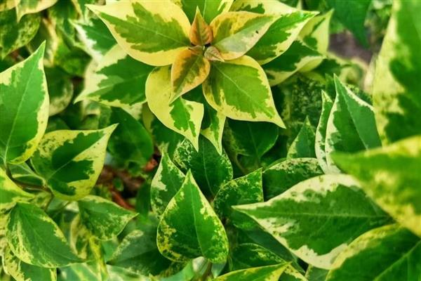 作物叶片发黄的原因，可能是缺钾、缺铁、缺钙等因素所致