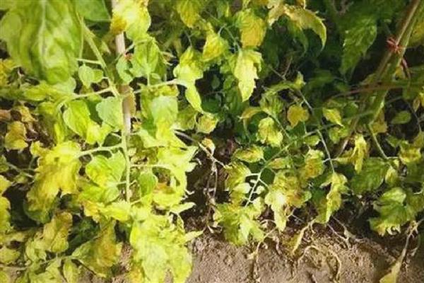 作物叶片发黄的原因，可能是缺钾、缺铁、缺钙等因素所致