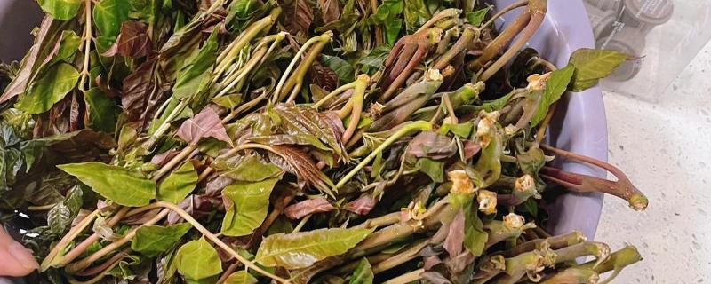 香椿在冰箱中的保存时间，新鲜香椿可保存2-4天左右