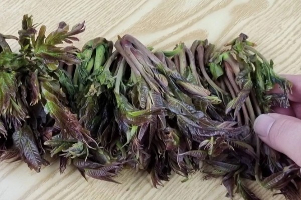 香椿在冰箱中的保存时间，新鲜香椿可保存2-4天左右