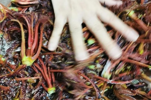 香椿在冰箱中的保存时间，新鲜香椿可保存2-4天左右