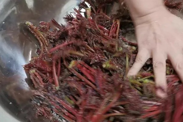 香椿在冰箱中的保存时间，新鲜香椿可保存2-4天左右