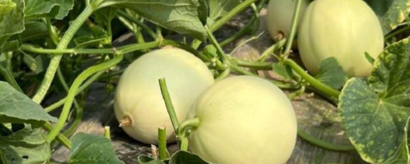 甜瓜为什么会烂瓜，可能是病菌感染、施肥不当等原因所致