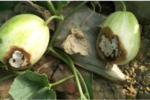 甜瓜为什么会烂瓜，可能是病菌感染、施肥不当等原因所致
