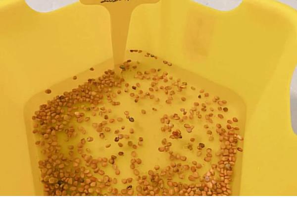 甜瓜为什么会烂瓜，可能是病菌感染、施肥不当等原因所致