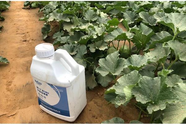 甜瓜为什么会烂瓜，可能是病菌感染、施肥不当等原因所致