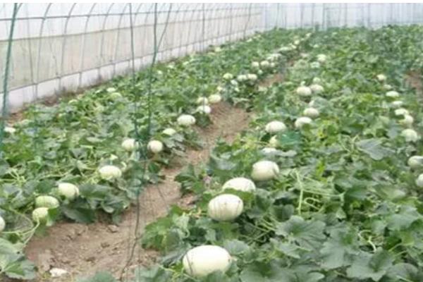 甜瓜为什么会烂瓜，可能是病菌感染、施肥不当等原因所致