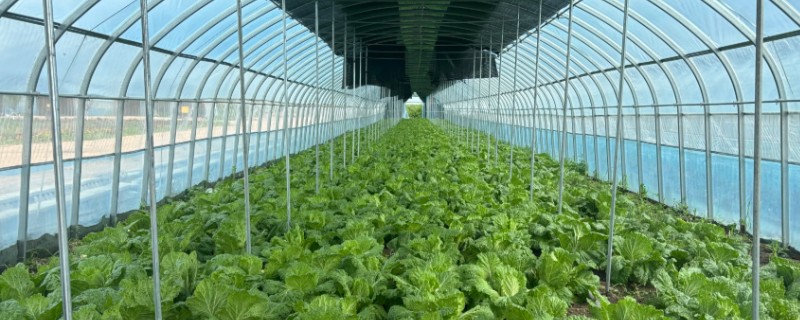 种植大棚蔬菜要注意什么,通风要分次进行