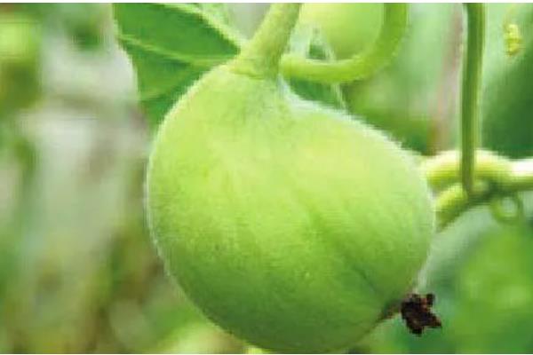 甜瓜为什么会烂瓜，可能是病菌感染、施肥不当等原因所致