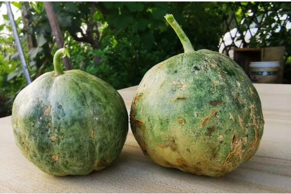 甜瓜为什么会烂瓜，可能是病菌感染、施肥不当等原因所致